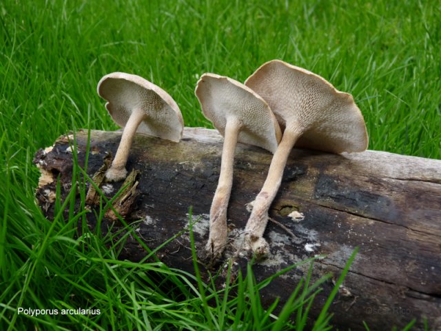 Polyporus arcularius 3